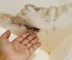Eco Mold Testing  -  Lehigh Acres and St.Pete