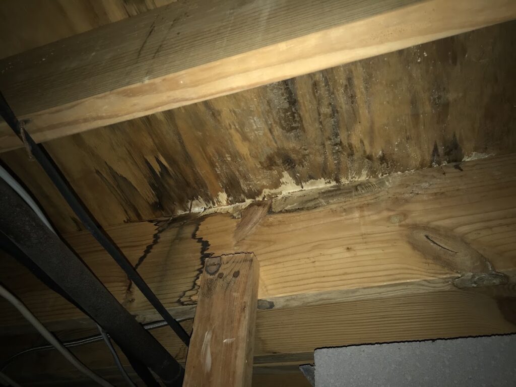 Atlanta Mold