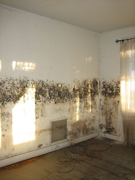 AWA Environmental – Los Angeles Mold Inspectors