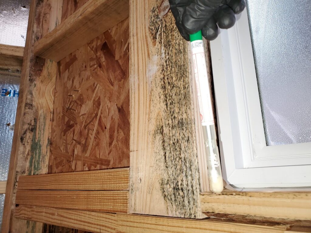 Certified Mold Testing and Consulting