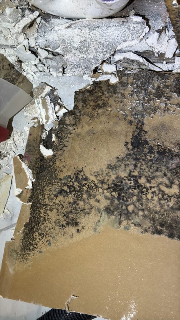 Claro – Complete Mold Remediation – North Atlanta