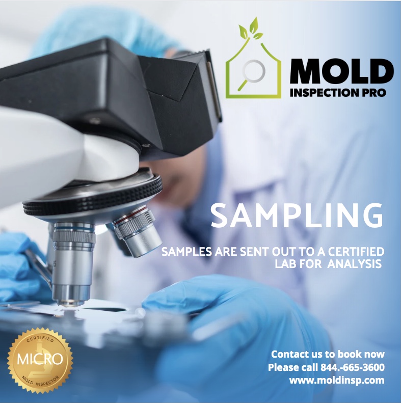 Mold Inspection Pro