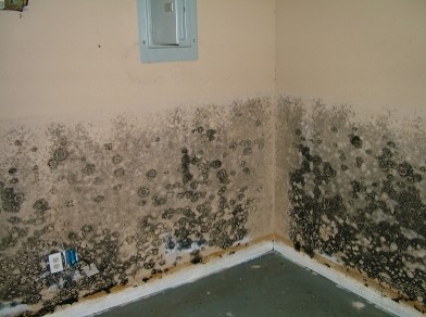 Tampa Bay Mold Testing
