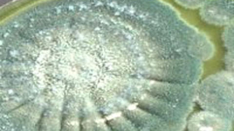 Advanced Mold Testing and Remediation Services