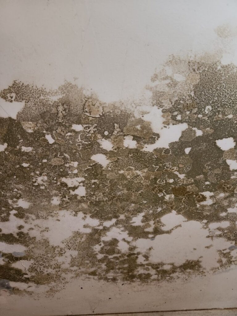 Breathe Easy Solutions Remediation corp. Mold Removal