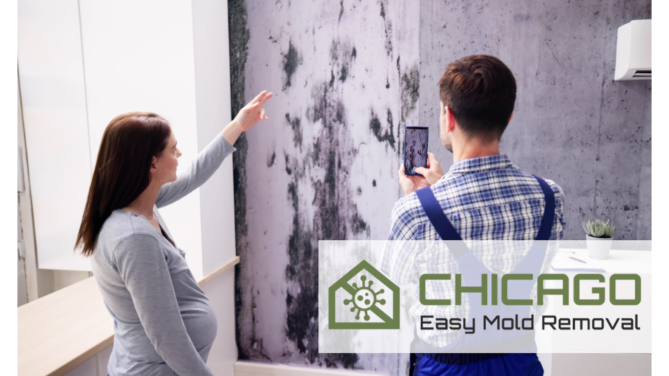 Chicago Easy Mold Removal