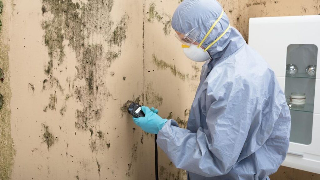 CLS Mold Testing