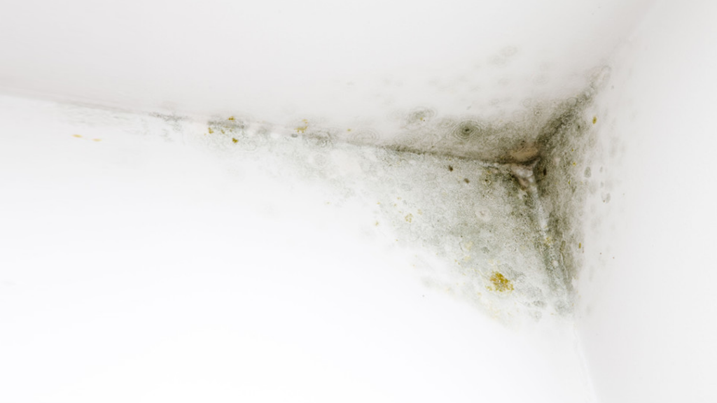 Comprehensive Mold Management, LLC