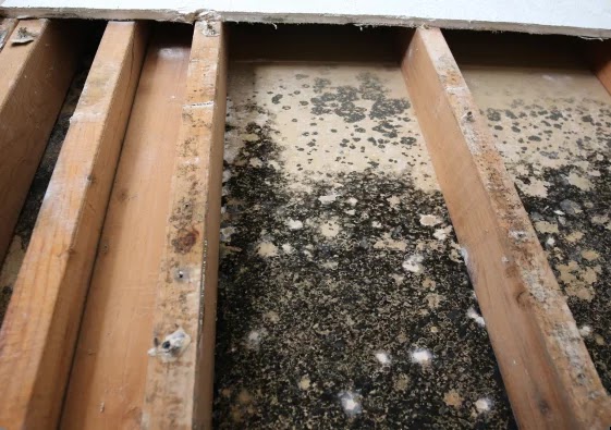 Delaney Water Damage Restoration