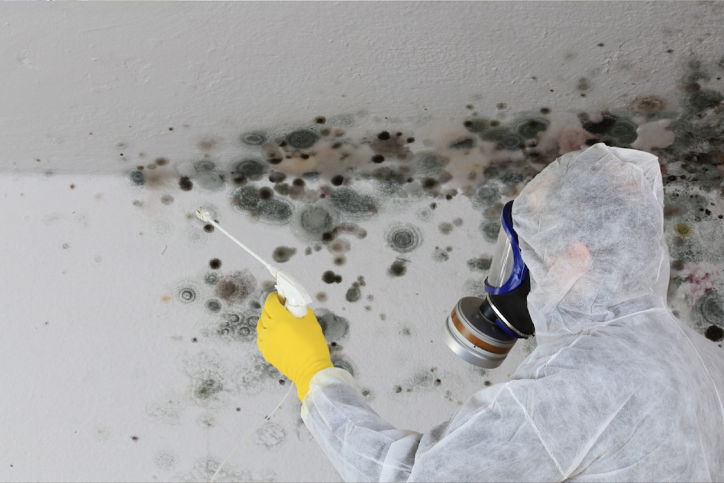 Discount Mold Removal Inspection and Testing