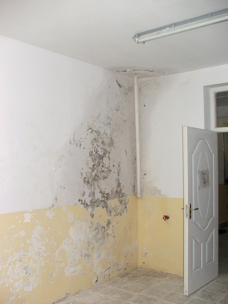 Drymore Mold