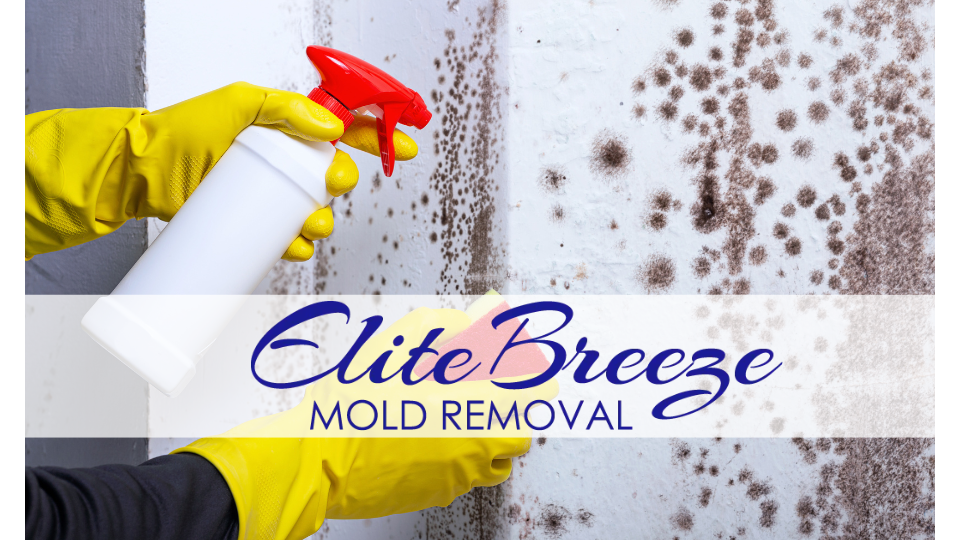 Elite Breeze Mold Removal