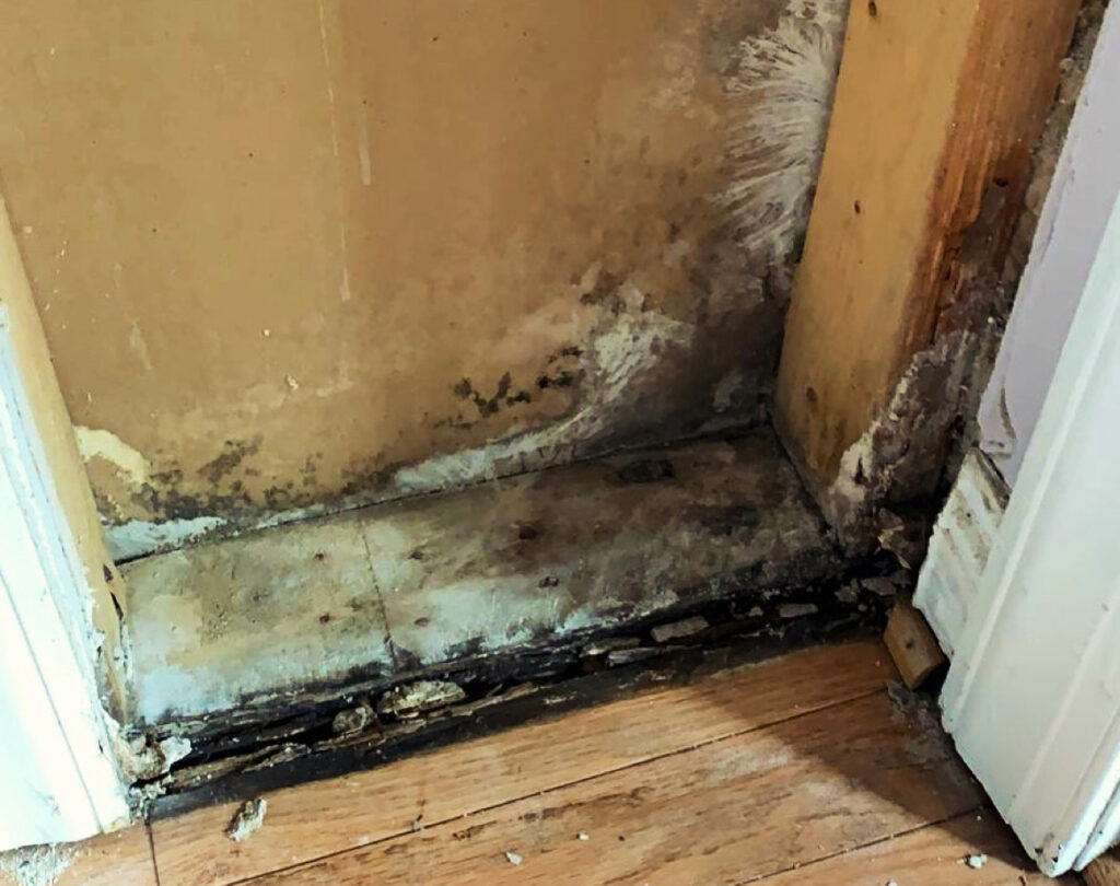 Experts mold removal