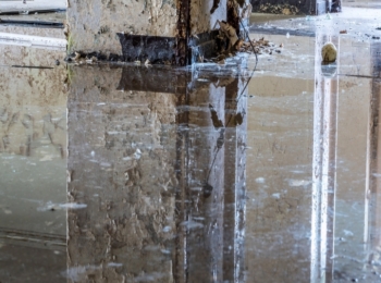 Green Bay Mold Removal Experts