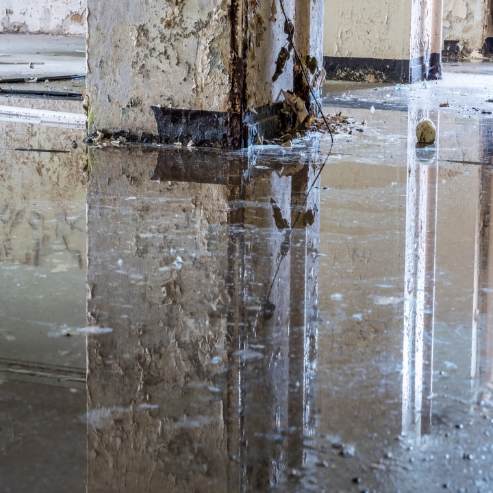 Green Bay Mold Removal Experts