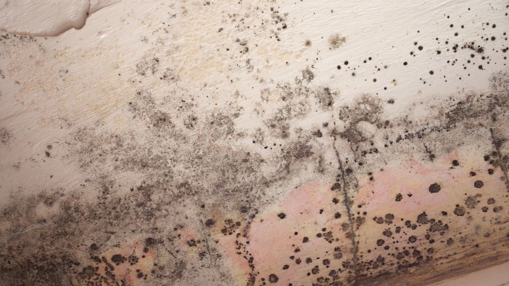 Jenkiny Clean Up | Mold Removal Service