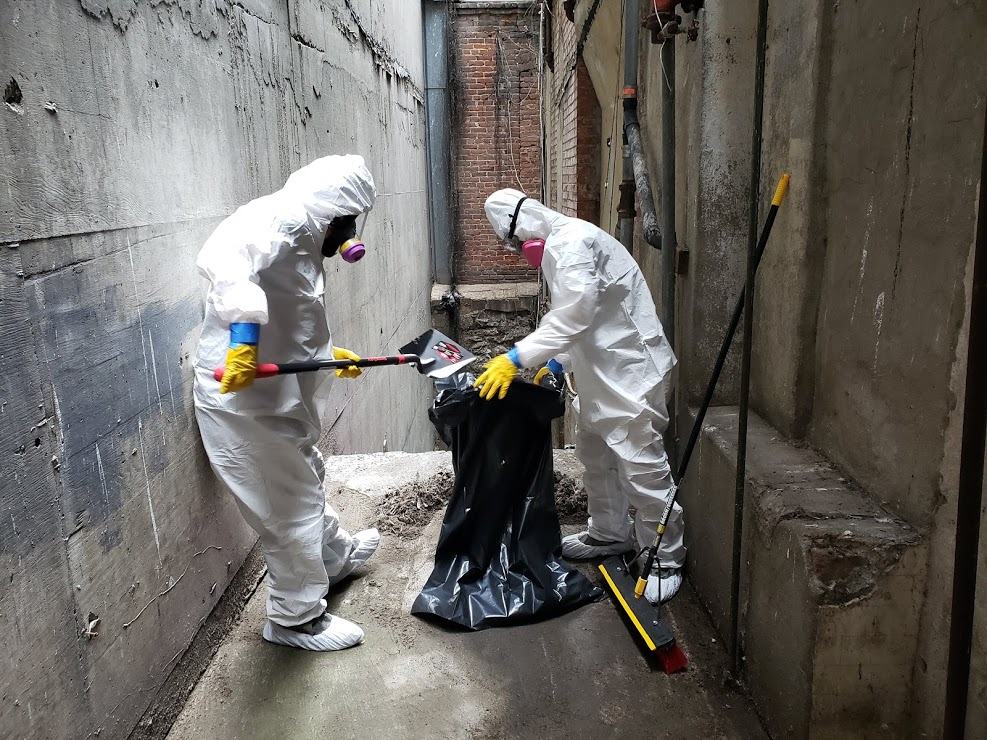 Las Vegas Mold Removal Testing and Inspection