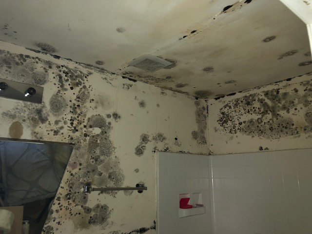 Mold Inspection of Texas, LLC
