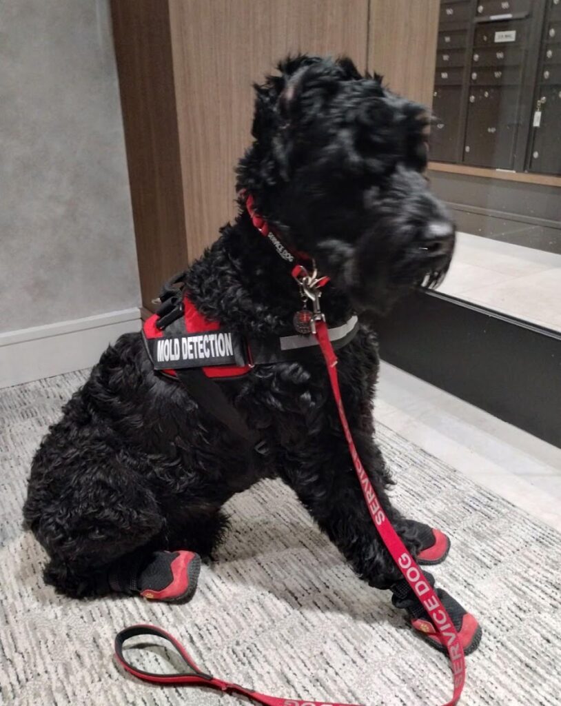Mold K9 Inspectors LLC