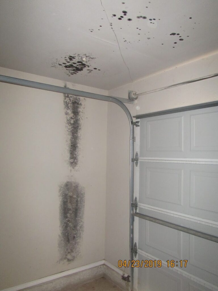 Mold Mob