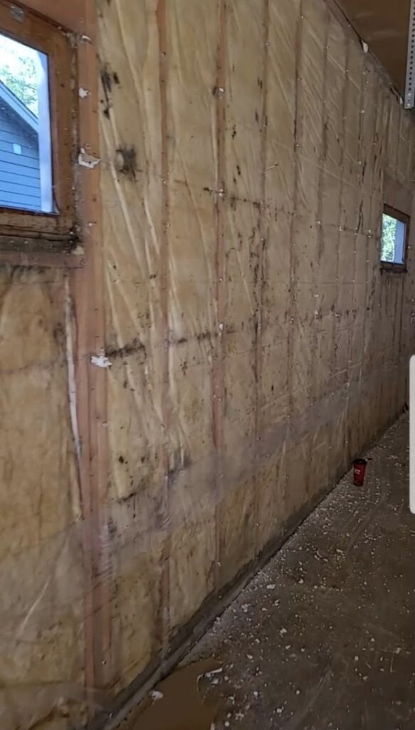 Mold Professions MN