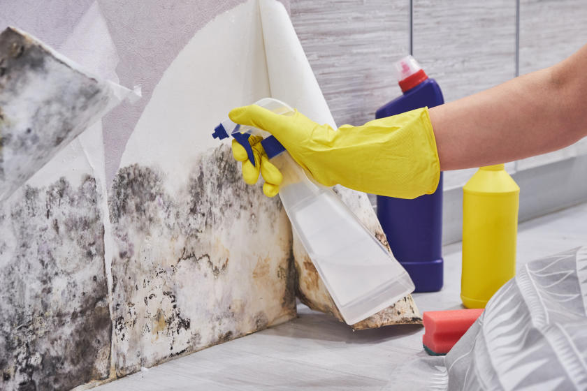 Mold Remediation Bowling Green Results