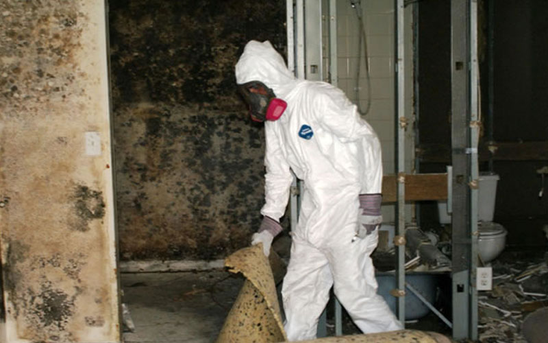 Mold Removal