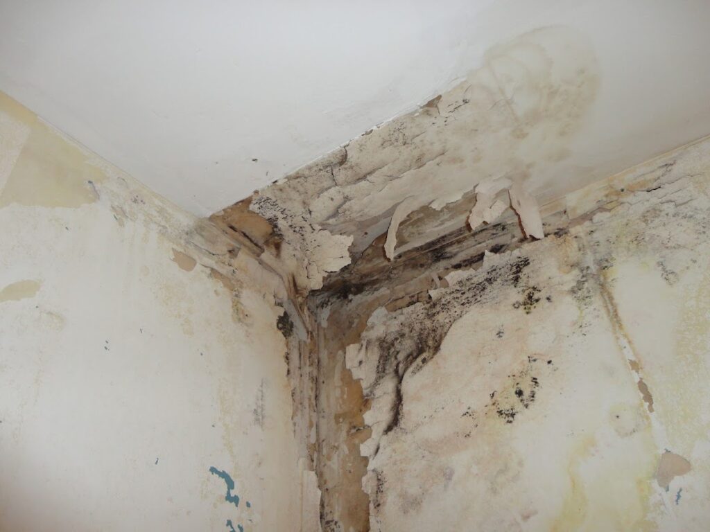 Mold & Water Specialists NJ