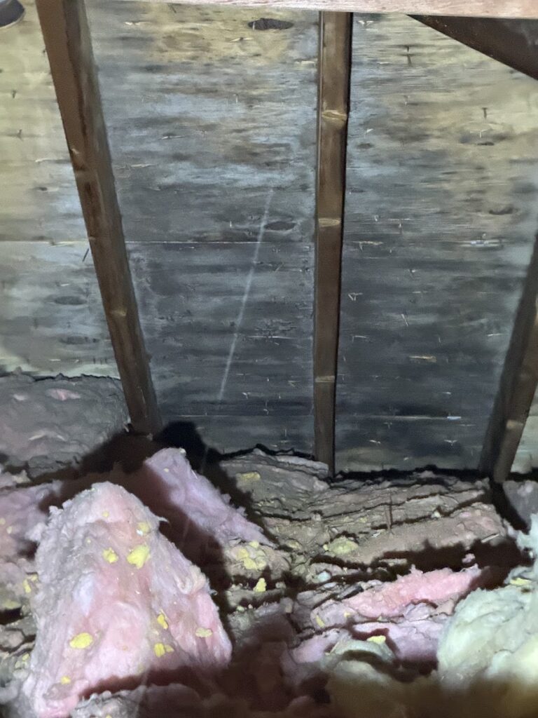 Mr Mold of Ann Arbor