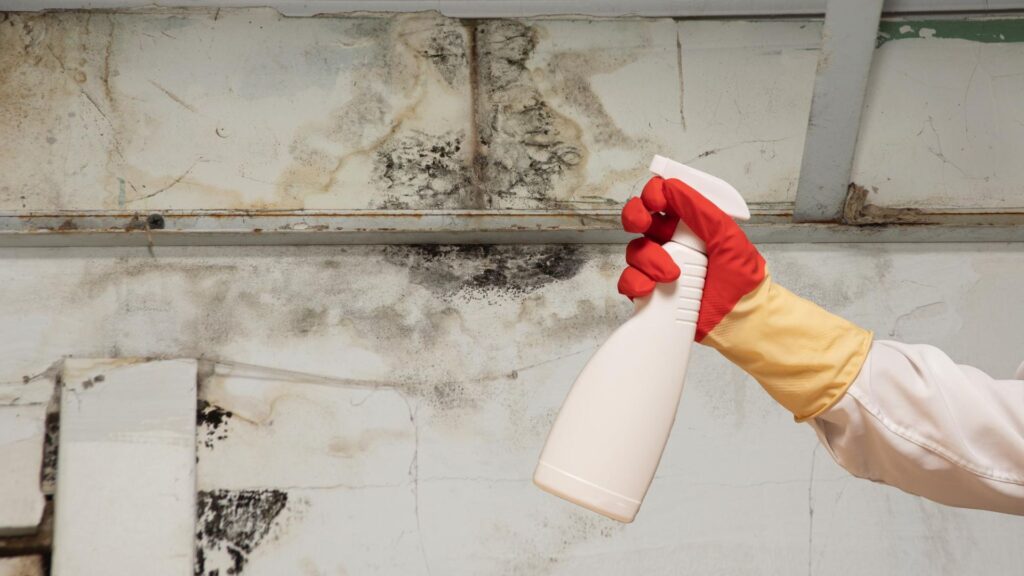 Pittsburgh Mold Removal Solutions