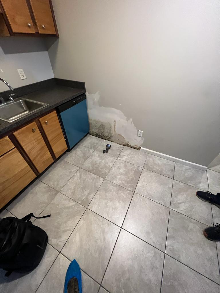 Professional Mold Inspectors