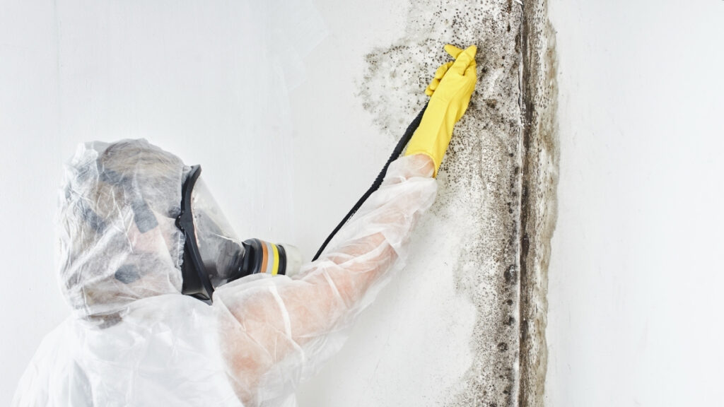 Richmond VA Mold Removal Experts