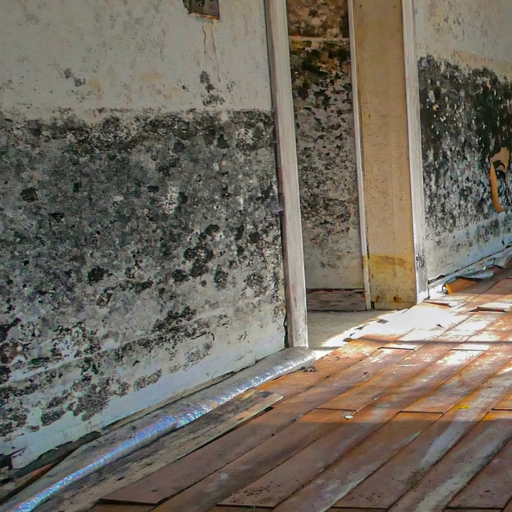 Southaven Expert Mold