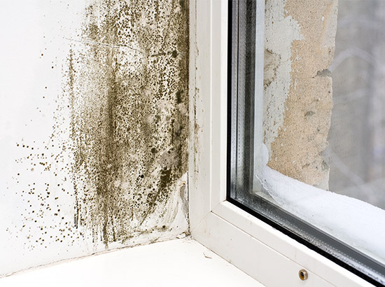 Tacoma Mold Removal Co.