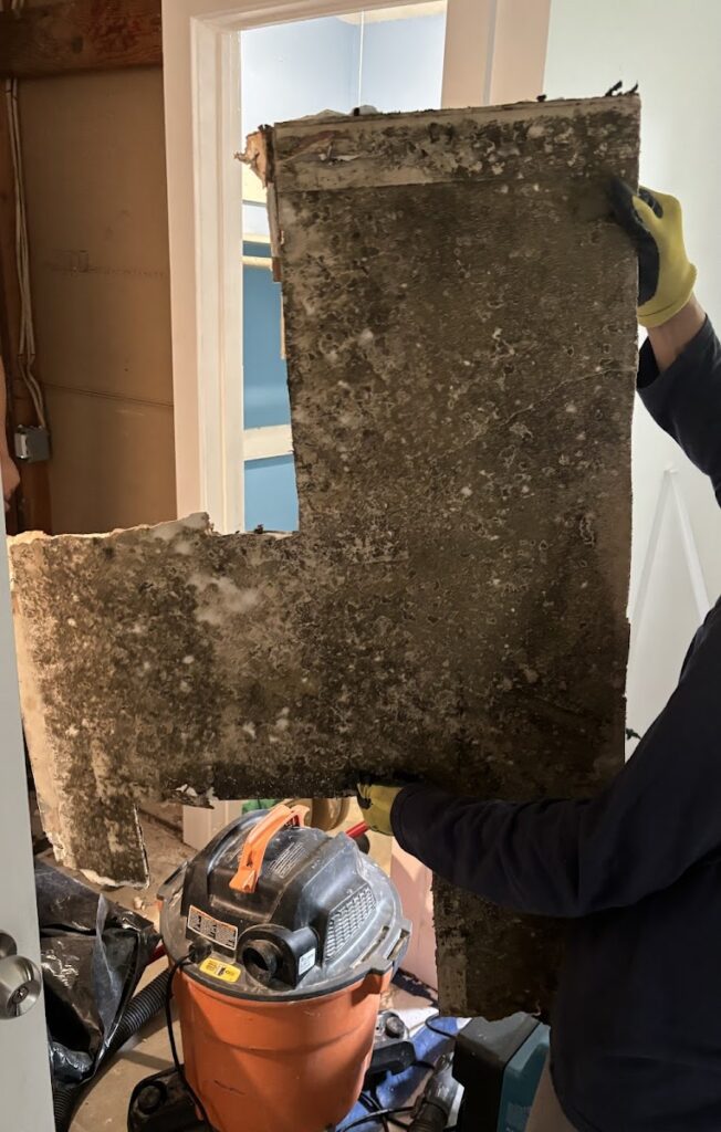 Texas Total Mold LLC