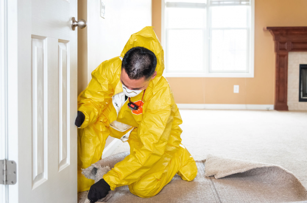 The Mold Removers, LLC