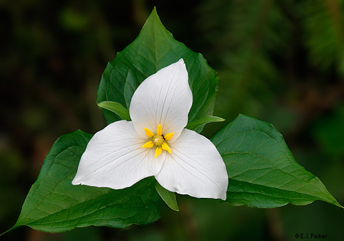 Trillium Integrative Medicine