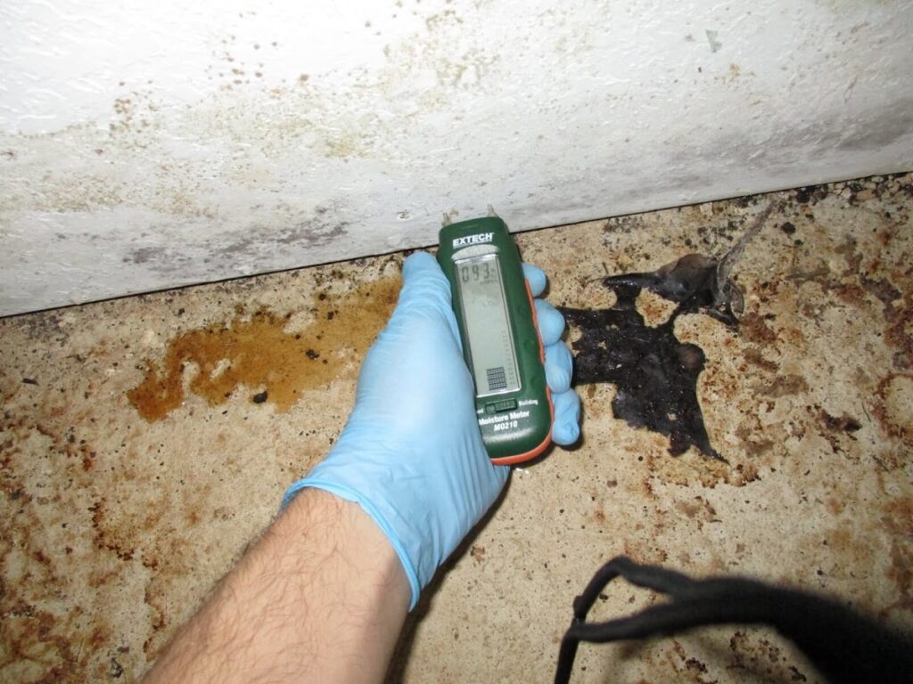 Twofold Mold Inspections – Knoxville Mold Inspector